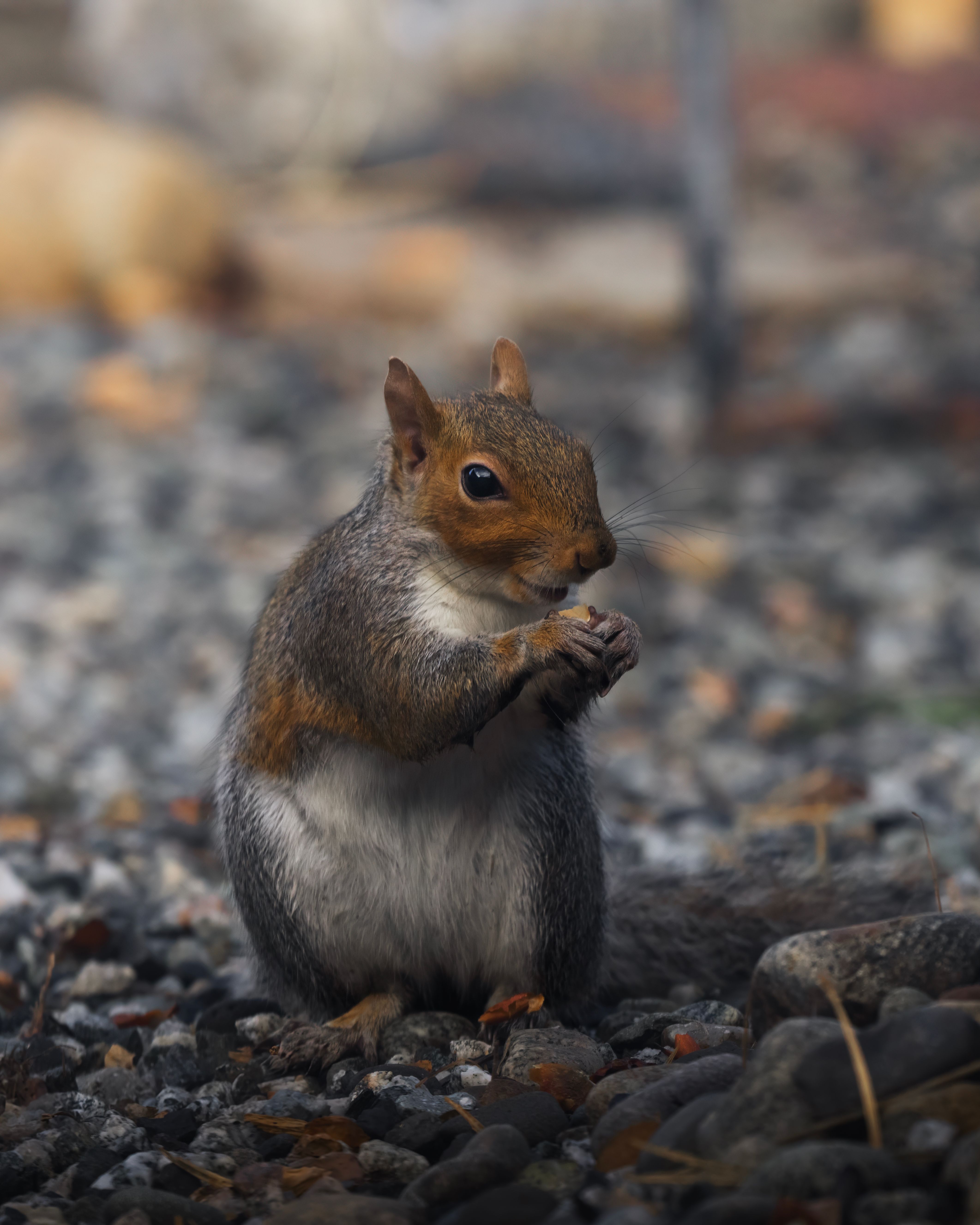 Cute Squirrel Eating in a Pebble-filled Backyard · Free Stock Photo