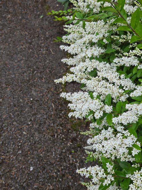 Free Beautiful white flowers blooming along a gravel path with lush green leaves, outdoor setting. Stock Photo