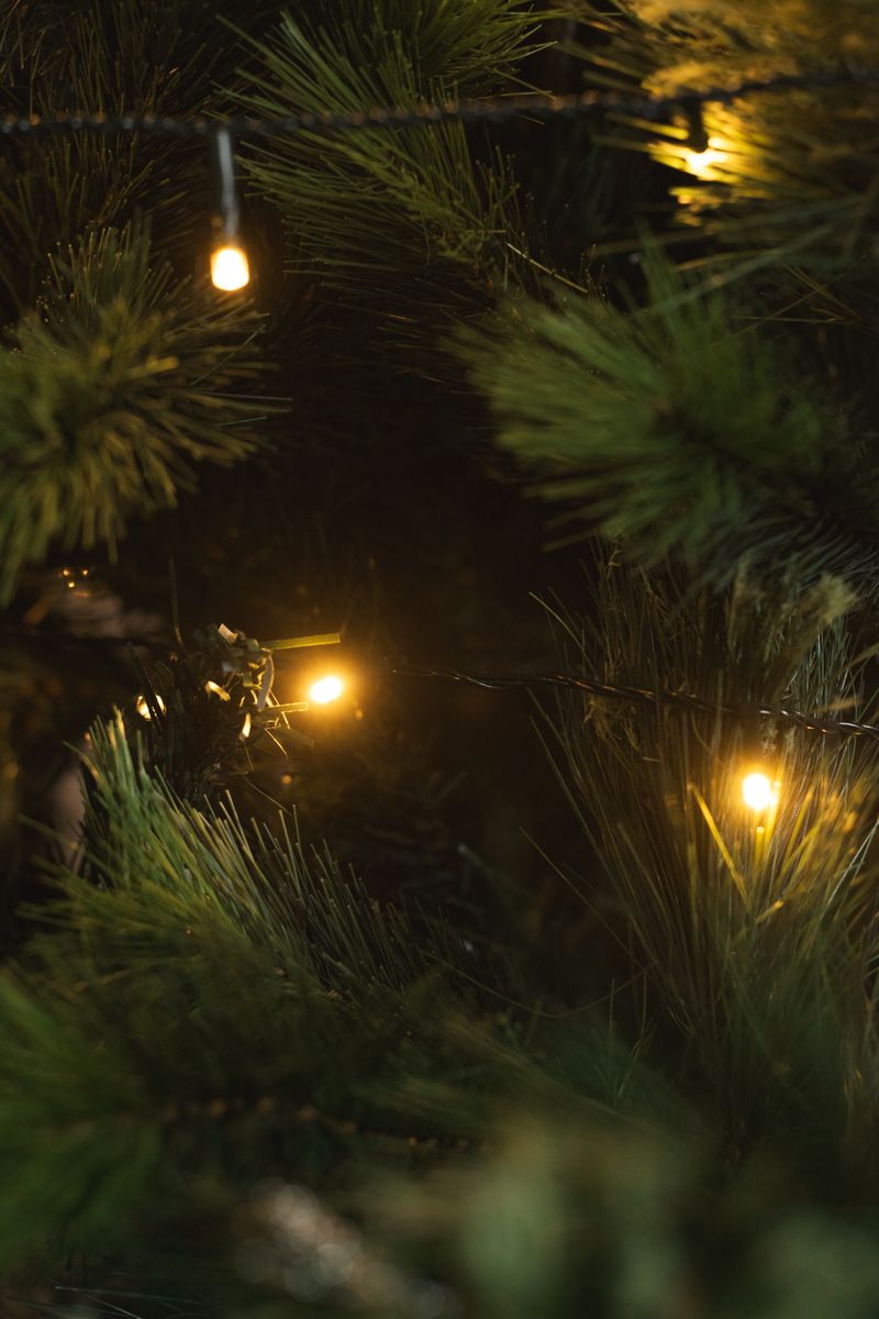 Close-up of a pine tree with glowing string lights, creating a festive and warm atmosphere.