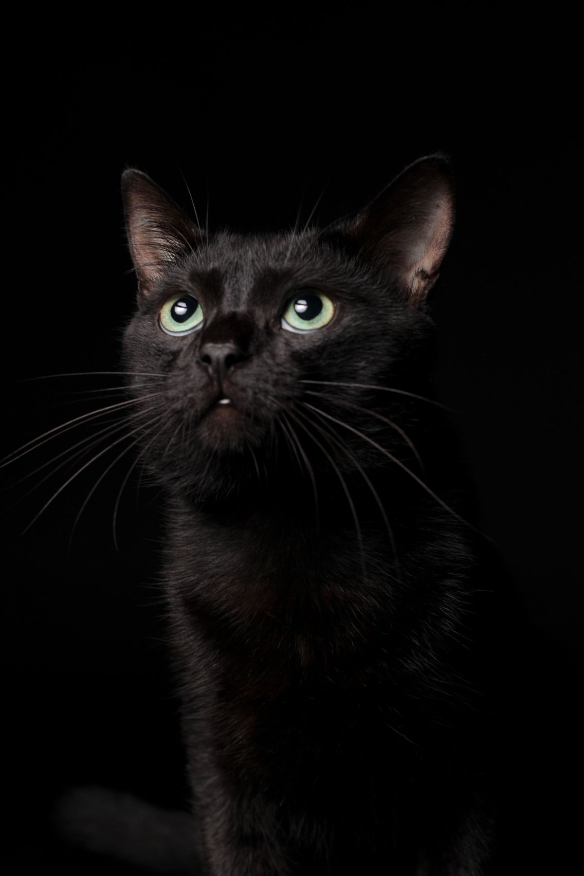 Sushi - black cat, Head of Sleek Design