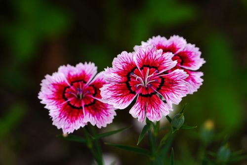 Free Close-up of vibrant pink Dianthus flowers showcasing their striking patterns. Stock Photo