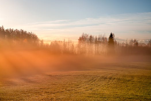 Serene autumn sunrise with misty fields and silhouetted trees in Latvia.