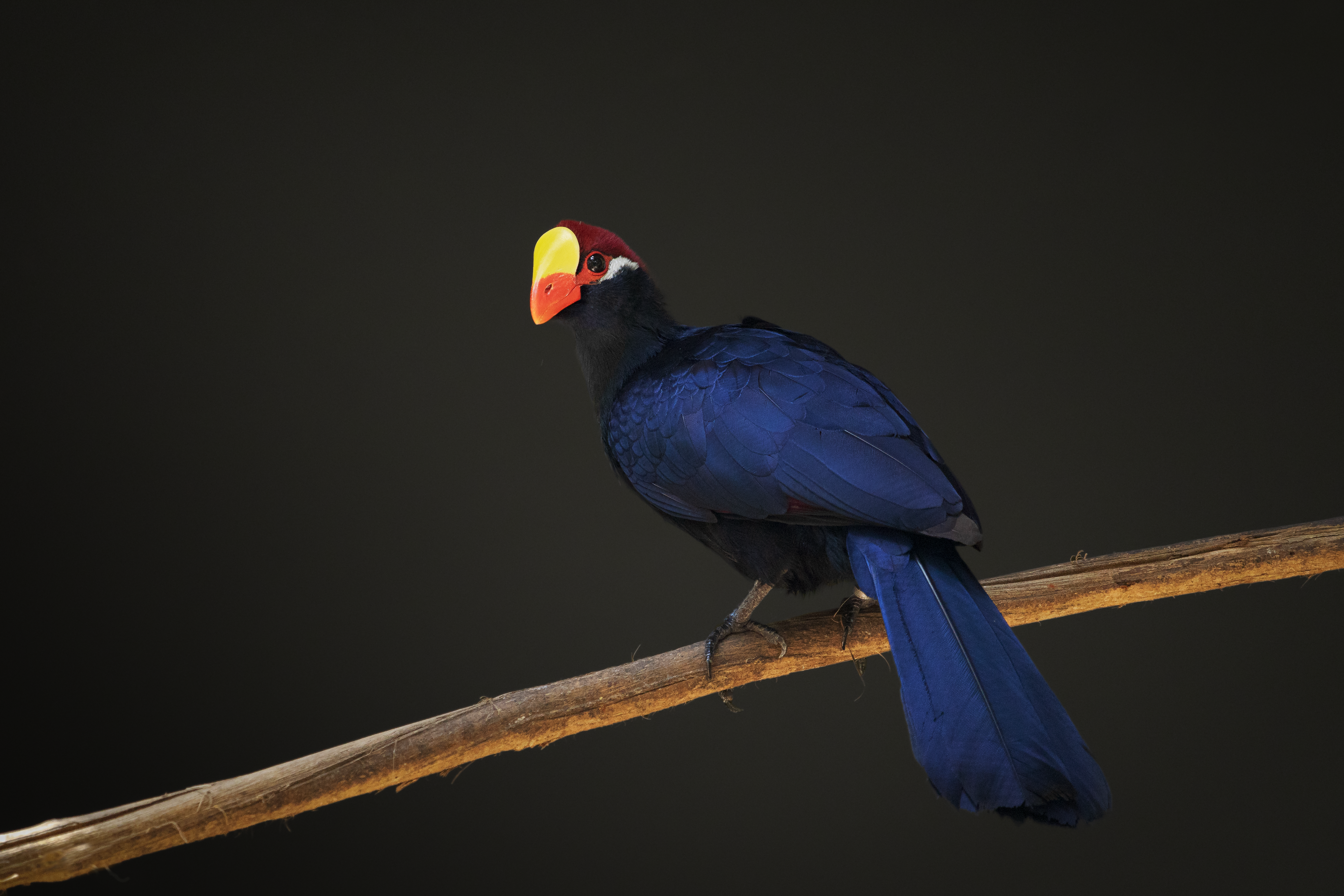 Oiseau exotique