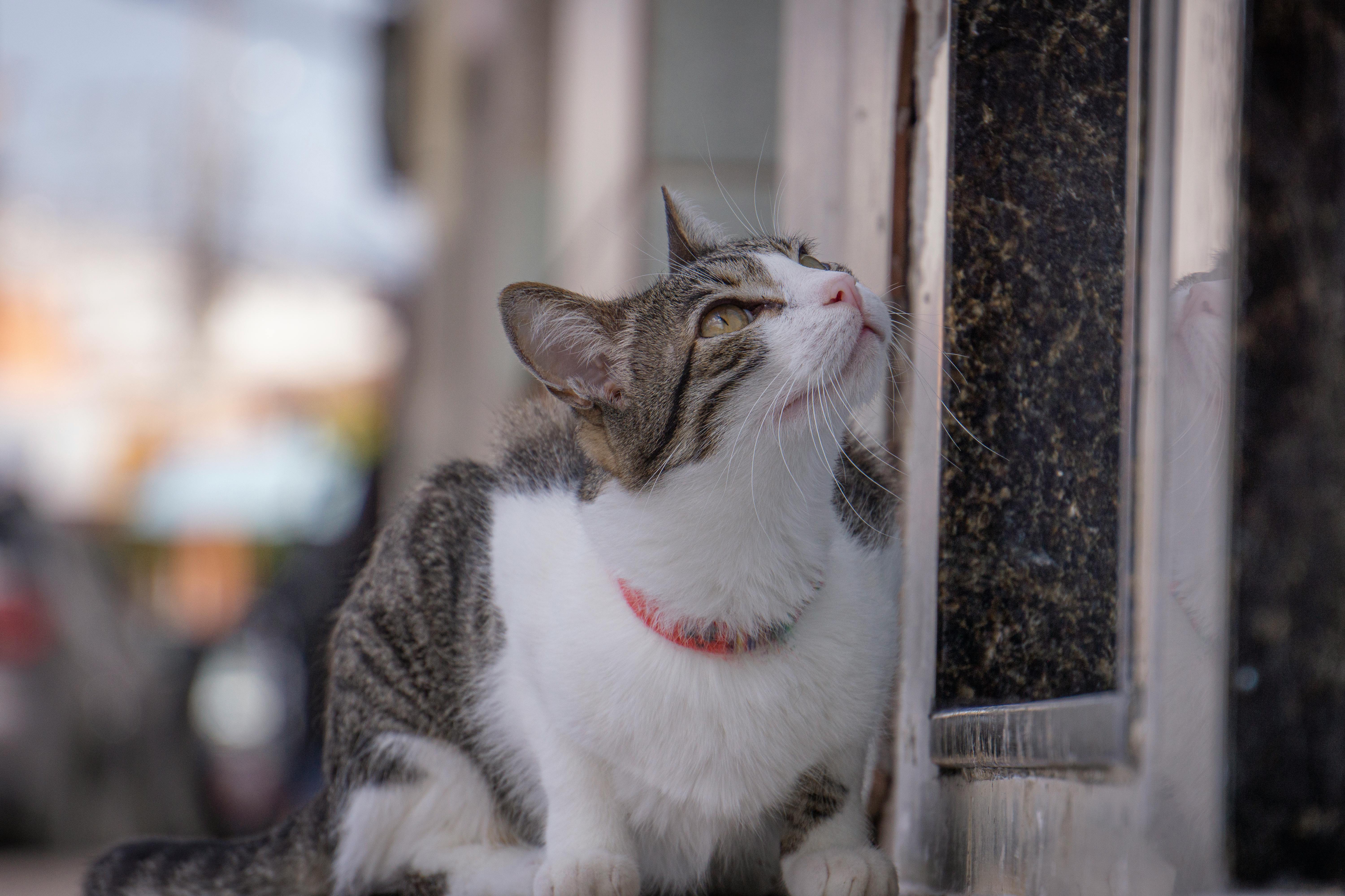 A domestic cat with a gray and white coat and a red collar inquisitively looking out a window indoors.
