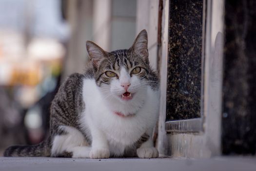 Feline Panting Causes in Cats: Recognizing Warning Signs