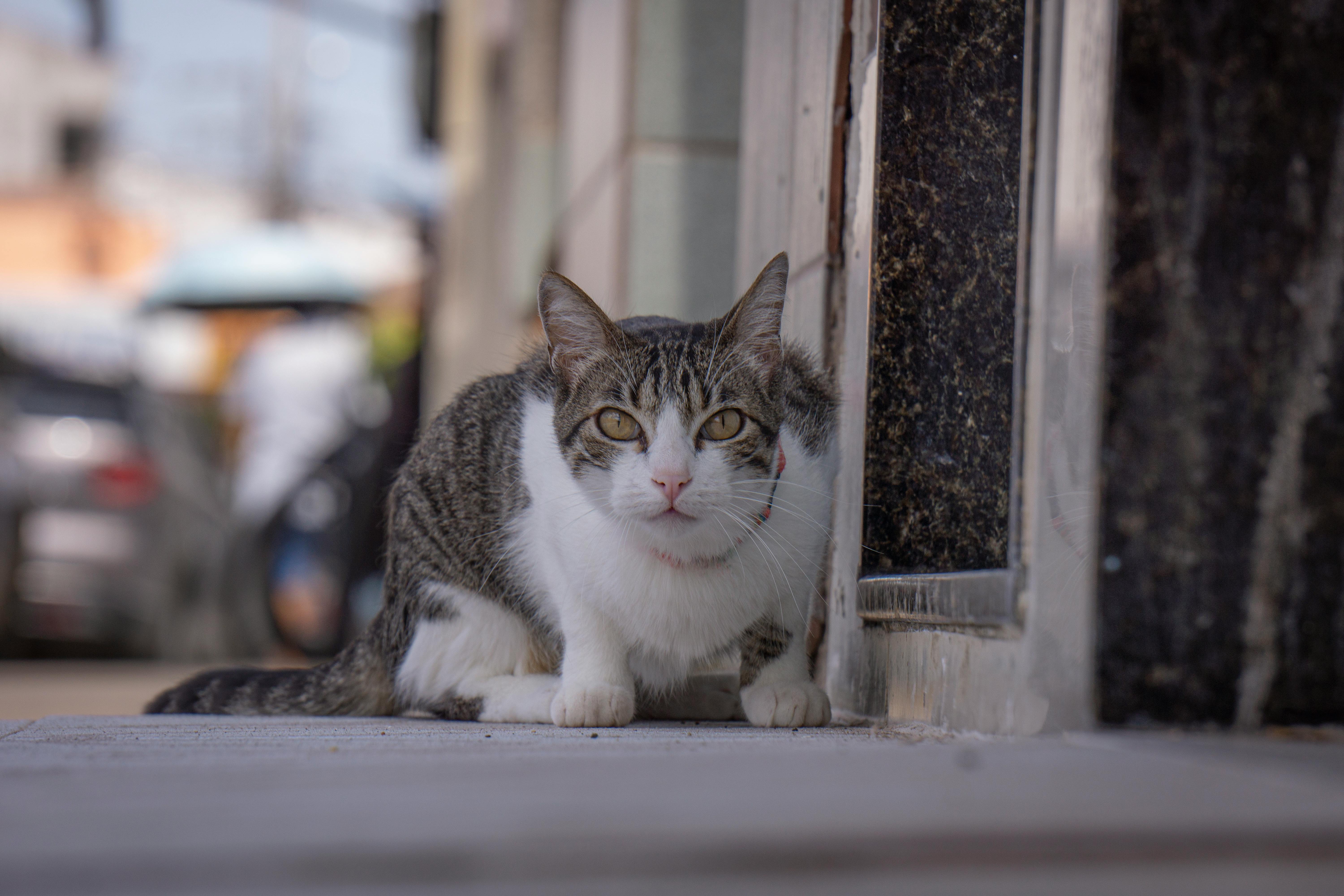 Chat endormi paisiblement