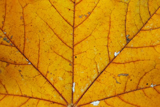 Detailed close-up photograph highlighting the veins of a vibrant orange autumn leaf.