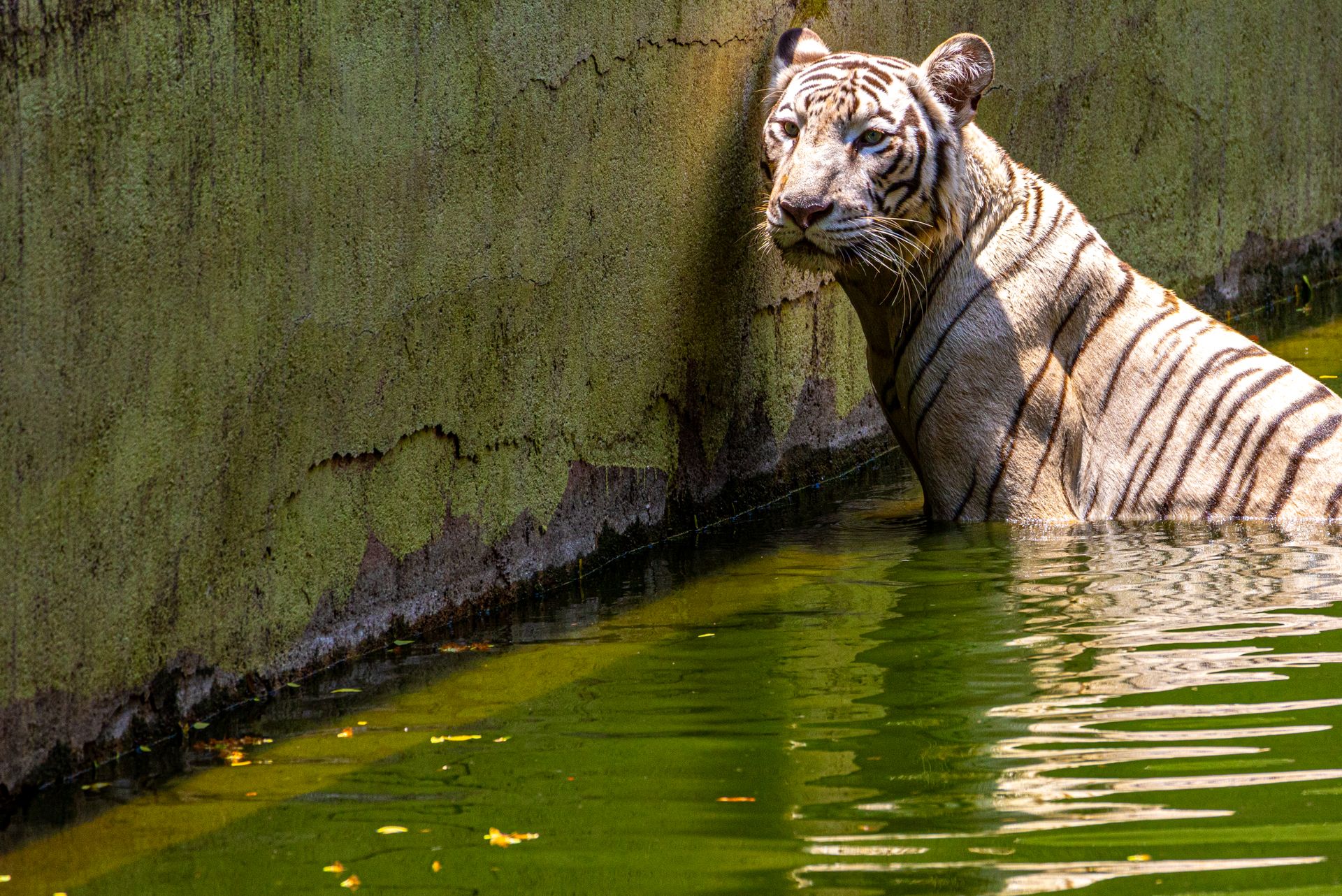 A Bengal tiger standing in water inside a zoo, basking in daylight.
