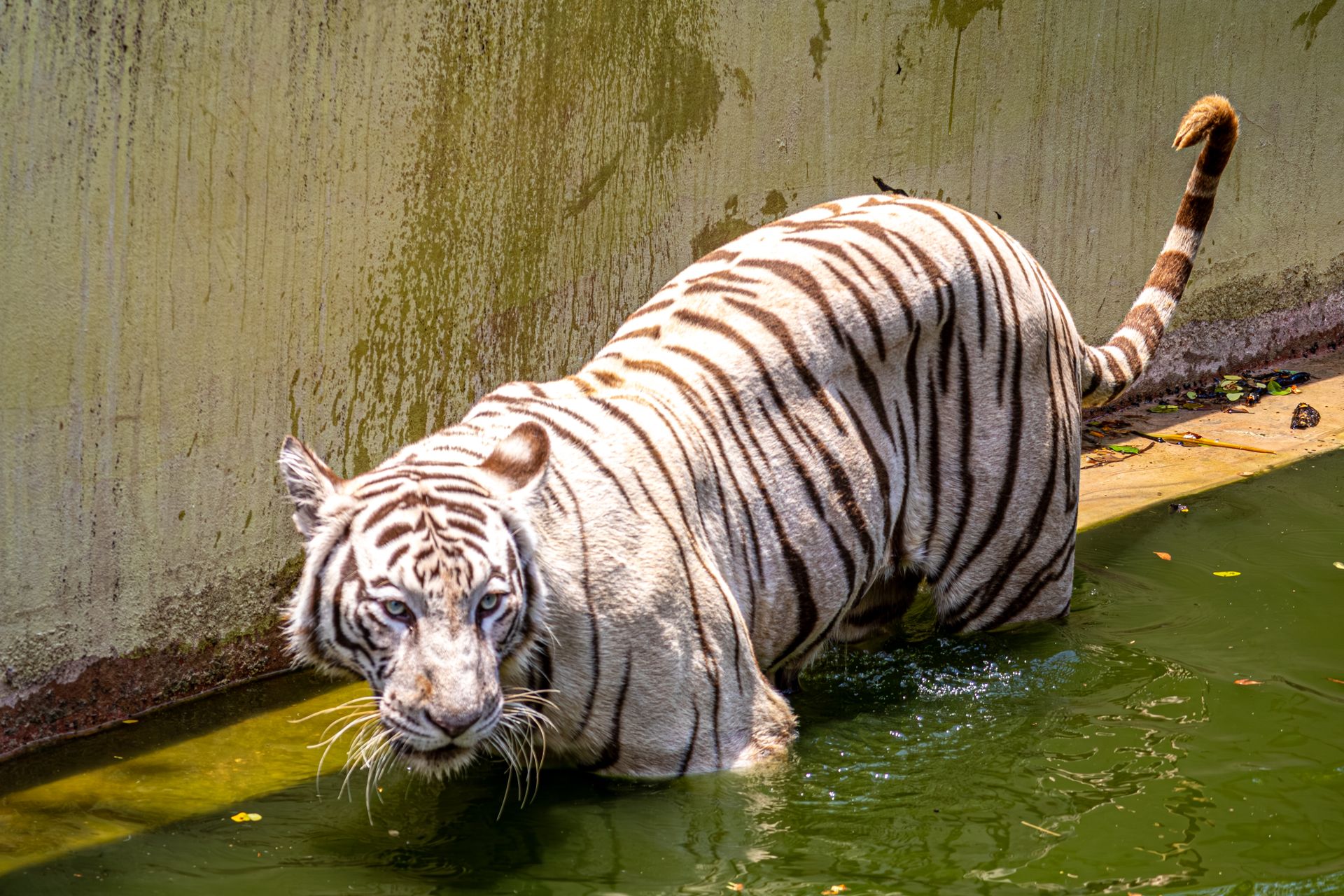White tiger cools down in water at the zoo, showcasing its striking stripes and captivating gaze.