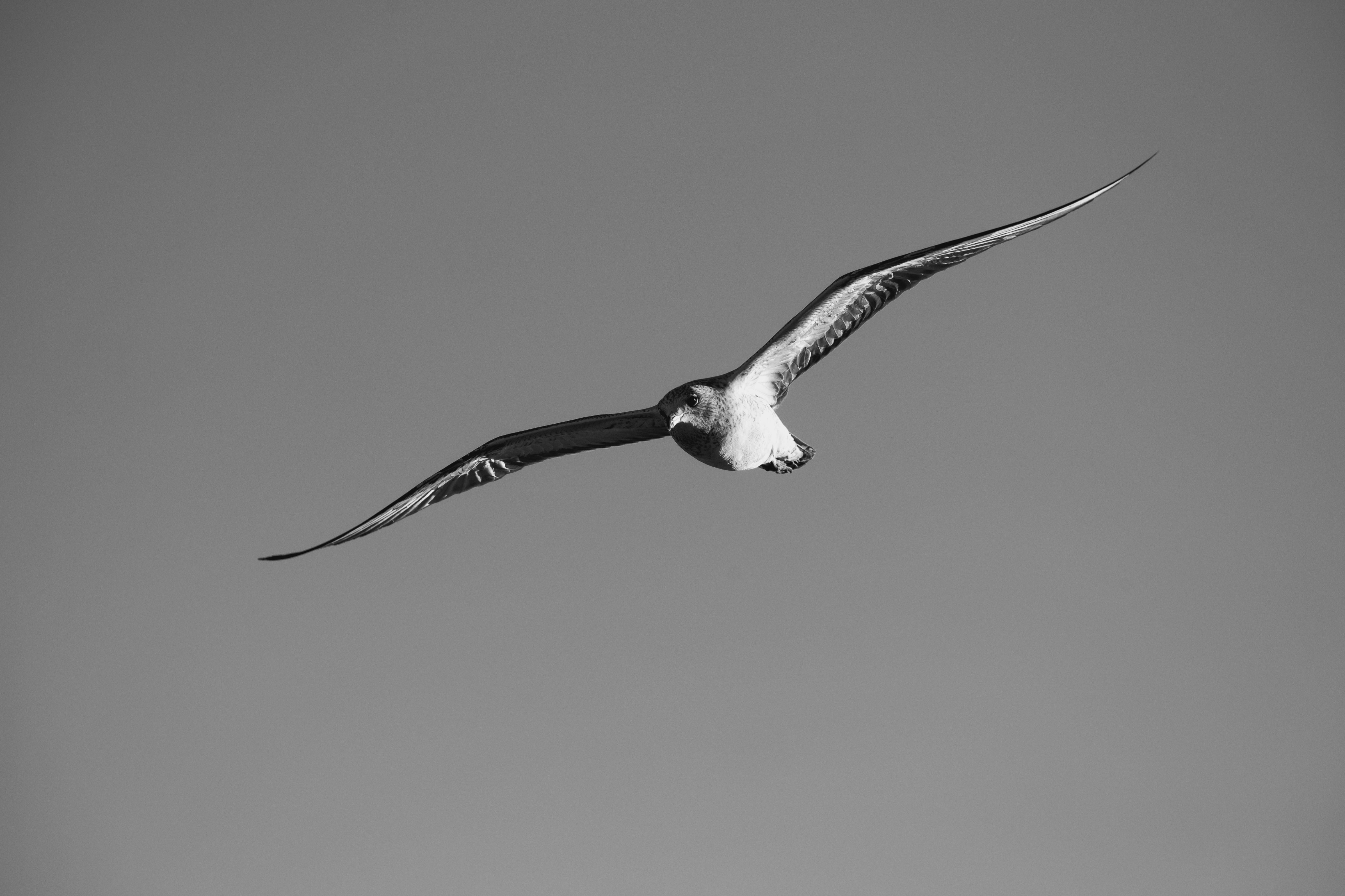 Black and White Photo of a Gull in Flight · Free Stock Photo