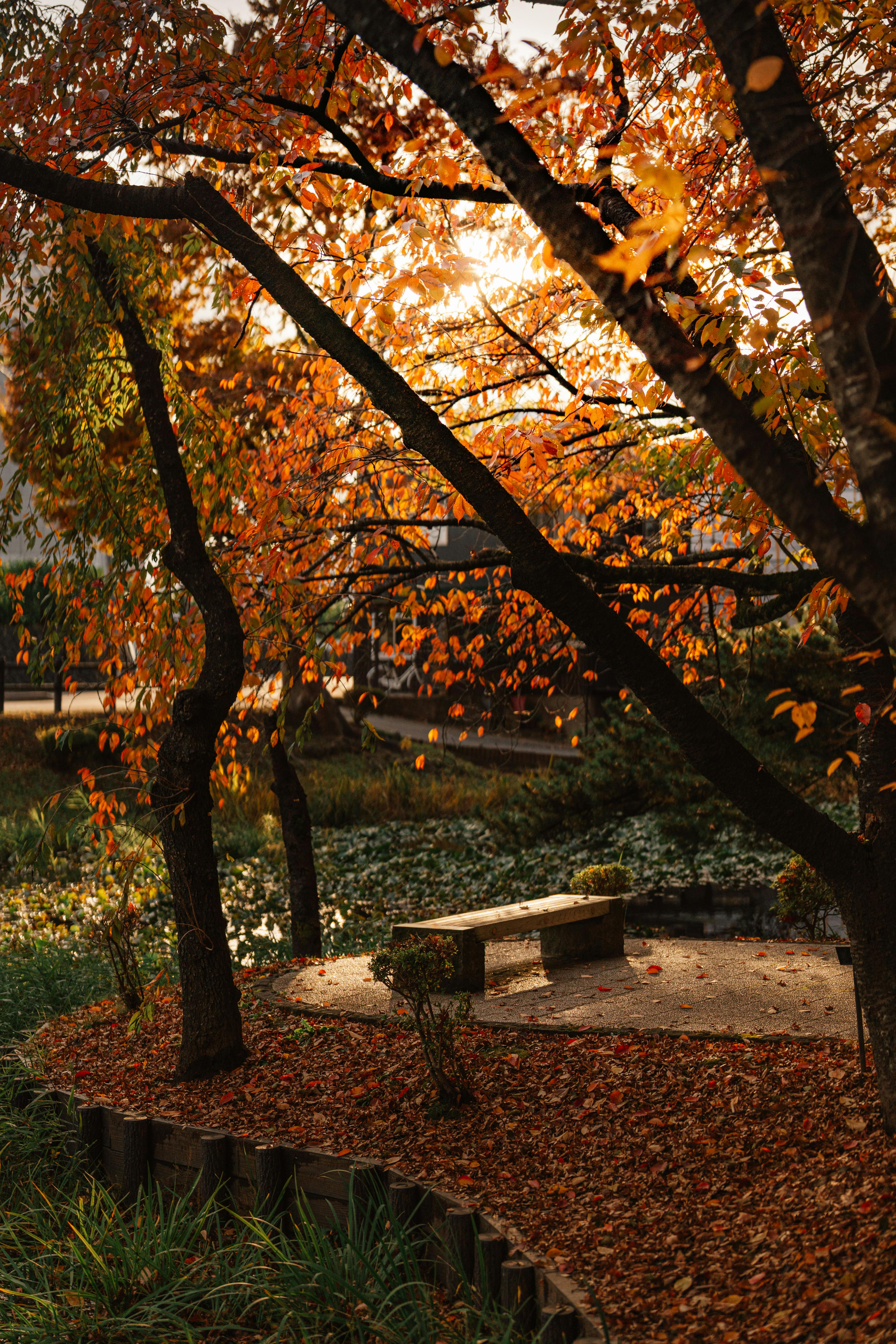 Autumn scene in a park in Akita, Japan with a wooden bench surrounded by colorful foliage.