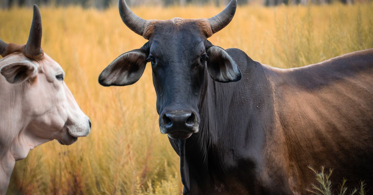 Black and white cows standing in grassy field in Zephyrhills, Florida.