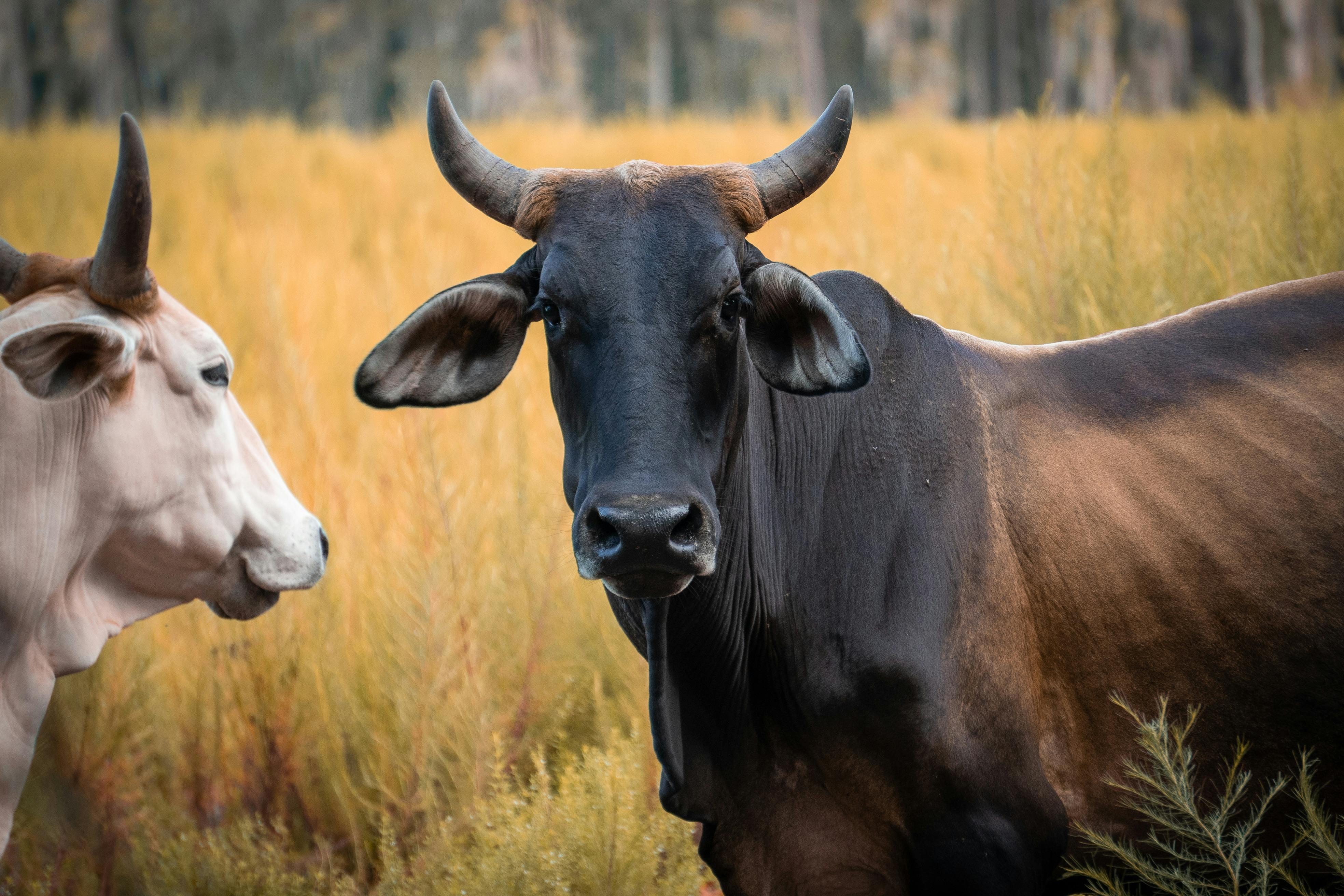 free-photo-of-close-up-portrait-of-cows-in-field.jpeg?auto\u003dcompress\u0026cs\u003dtinysrgb\u0026dpr\u003d1\u0026w\u003d500