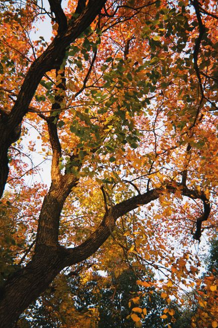 Colorful autumn maple leaves creating a striking canopy of orange, yellow, and green.