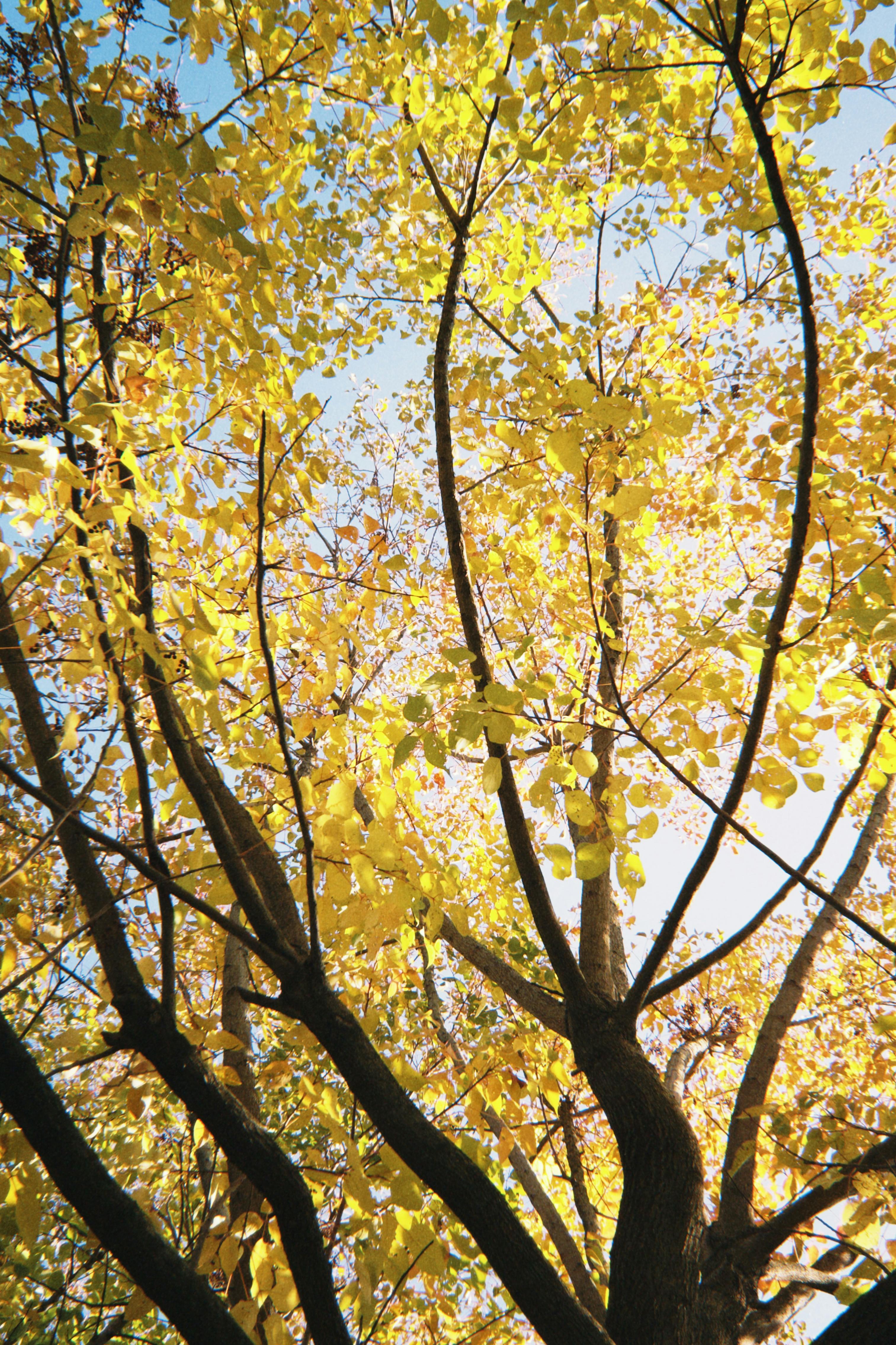Vibrant yellow leaves of a tree in autumn, captured against a clear blue sky.
