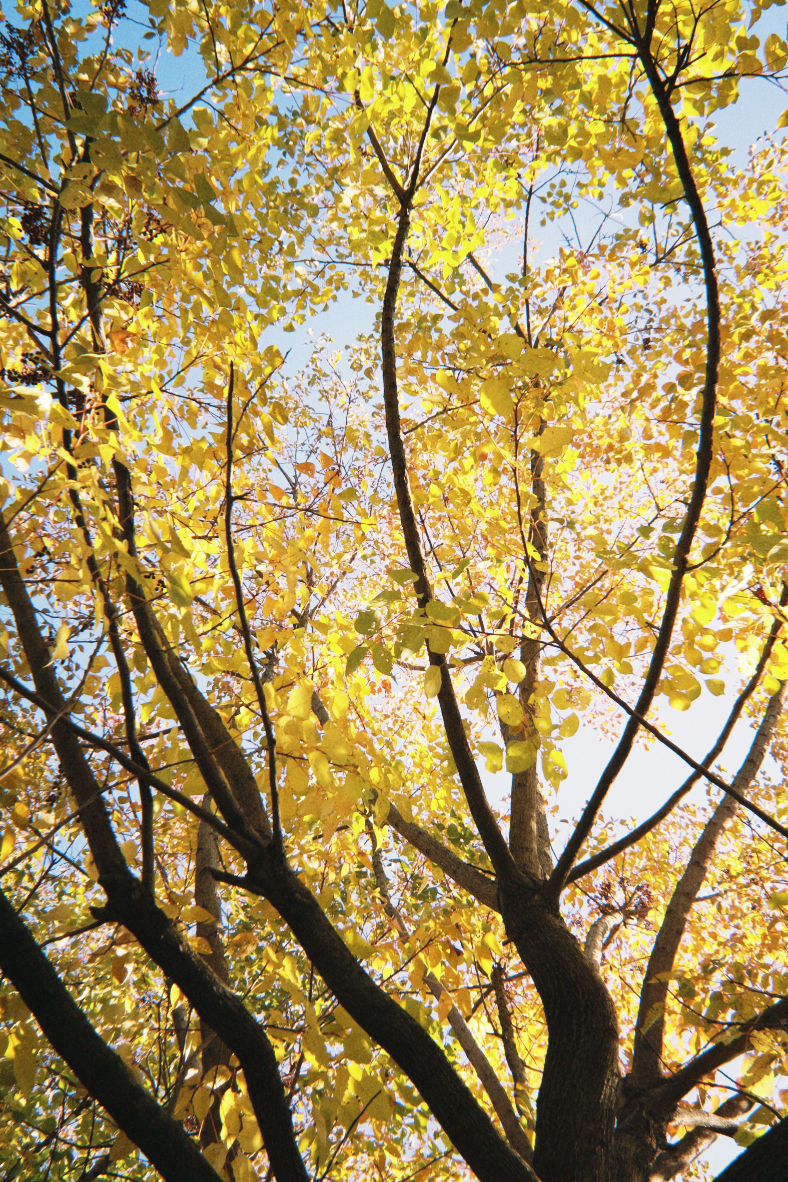 Golden Autumn Leaves Against Blue Sky · Free Stock Photo