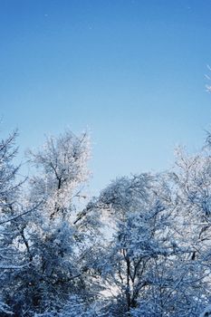 Beautiful winter landscape with snow-laden trees against clear blue sky in Talgar, Kazakhstan.