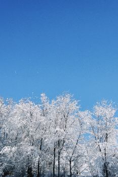 Snow-covered trees under a clear blue sky in Talgar, Kazakhstan.