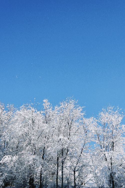 Free Snow-covered trees under a clear blue sky in Talgar, Kazakhstan. Stock Photo