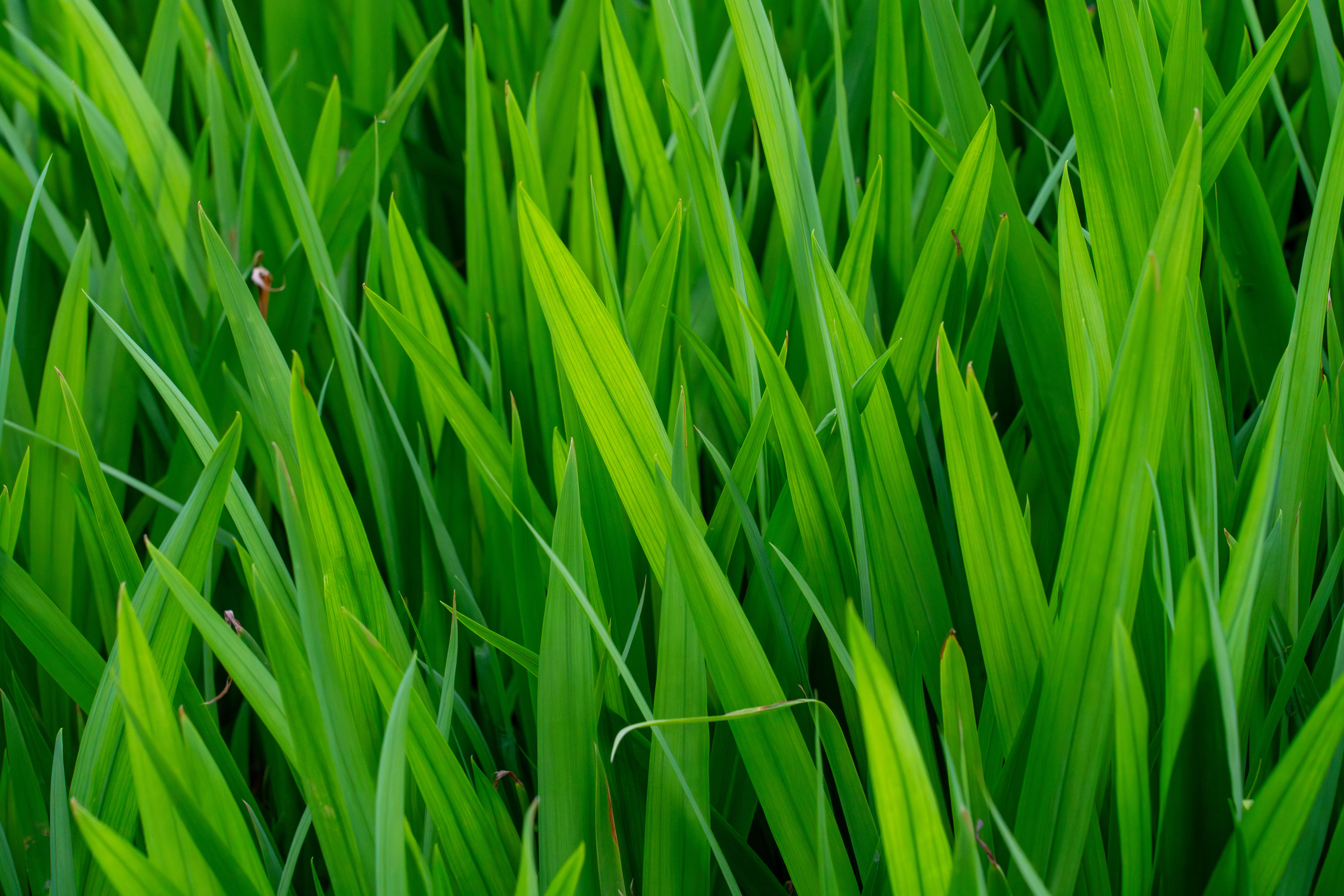 all natural lawn fertilizer
