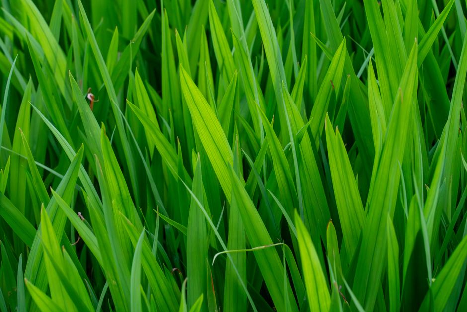 all natural lawn fertilizer all natural lawn fertilizer