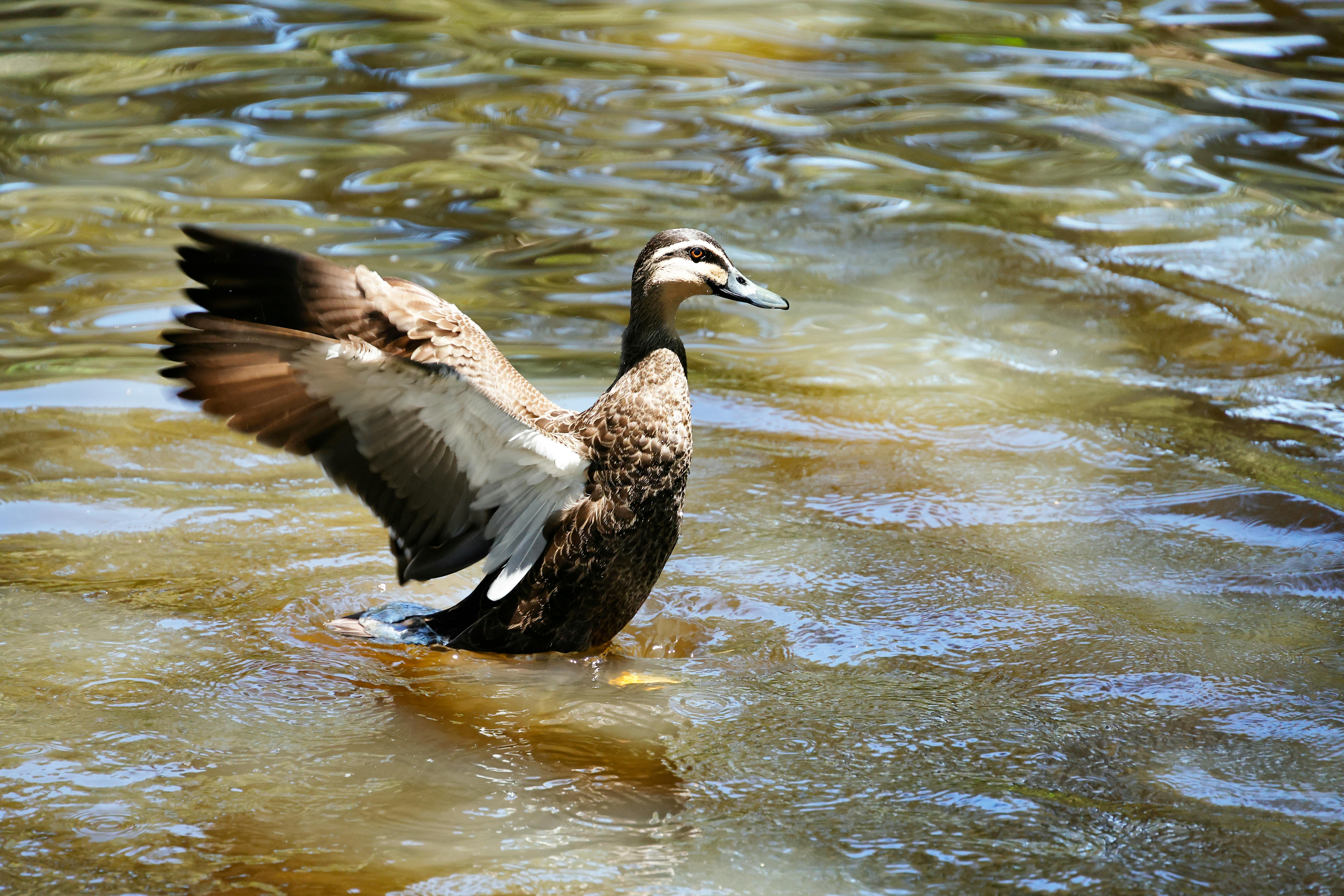 Duck Creek Launches Agentic Product Configurator to Accelerate Insurance Policy Product Implementation By 50% — Photo by Anth