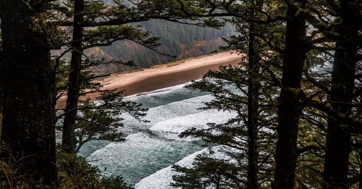 Captivating view of Oregon's coastline through fir trees highlighting waves and scenic landscape.