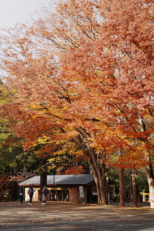Free Beautiful autumn landscape with colorful leaves and cozy wooden cabin. Stock Photo