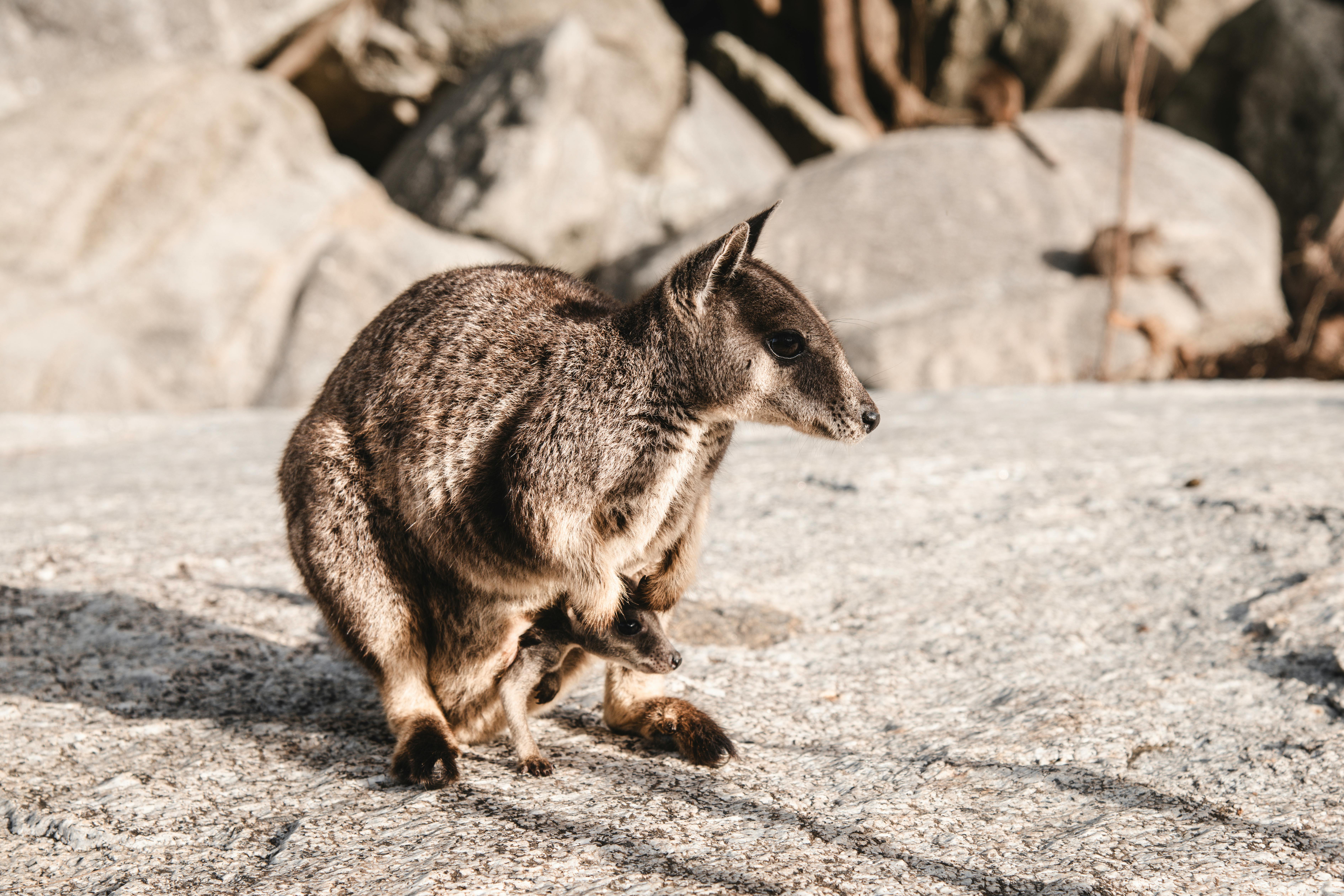 Ethical Wildlife Tours: A Responsible Way to Explore Nature