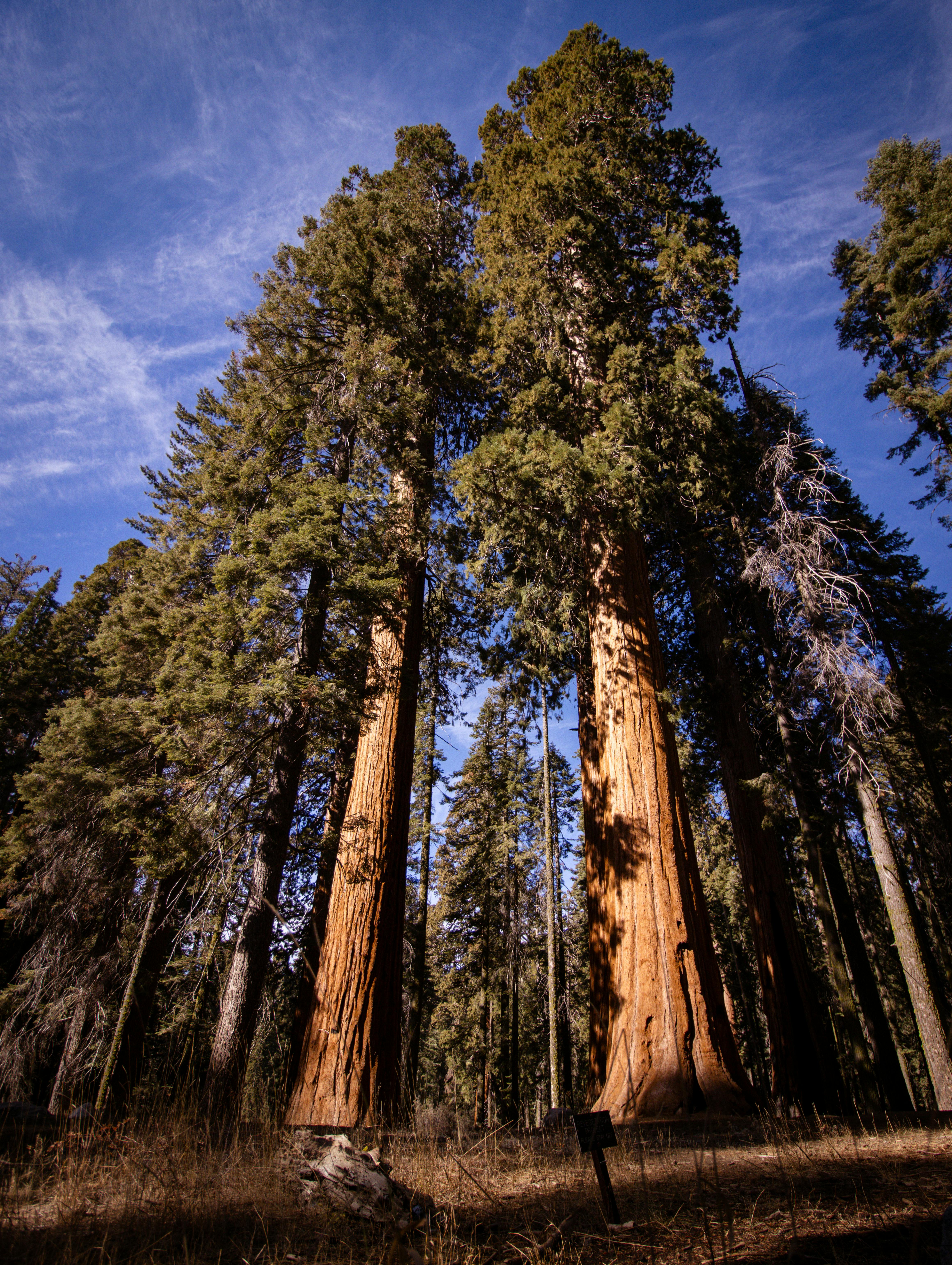 Towering sequoia trees under a clear blue sky in a peaceful forest setting. Perfect for nature lovers.