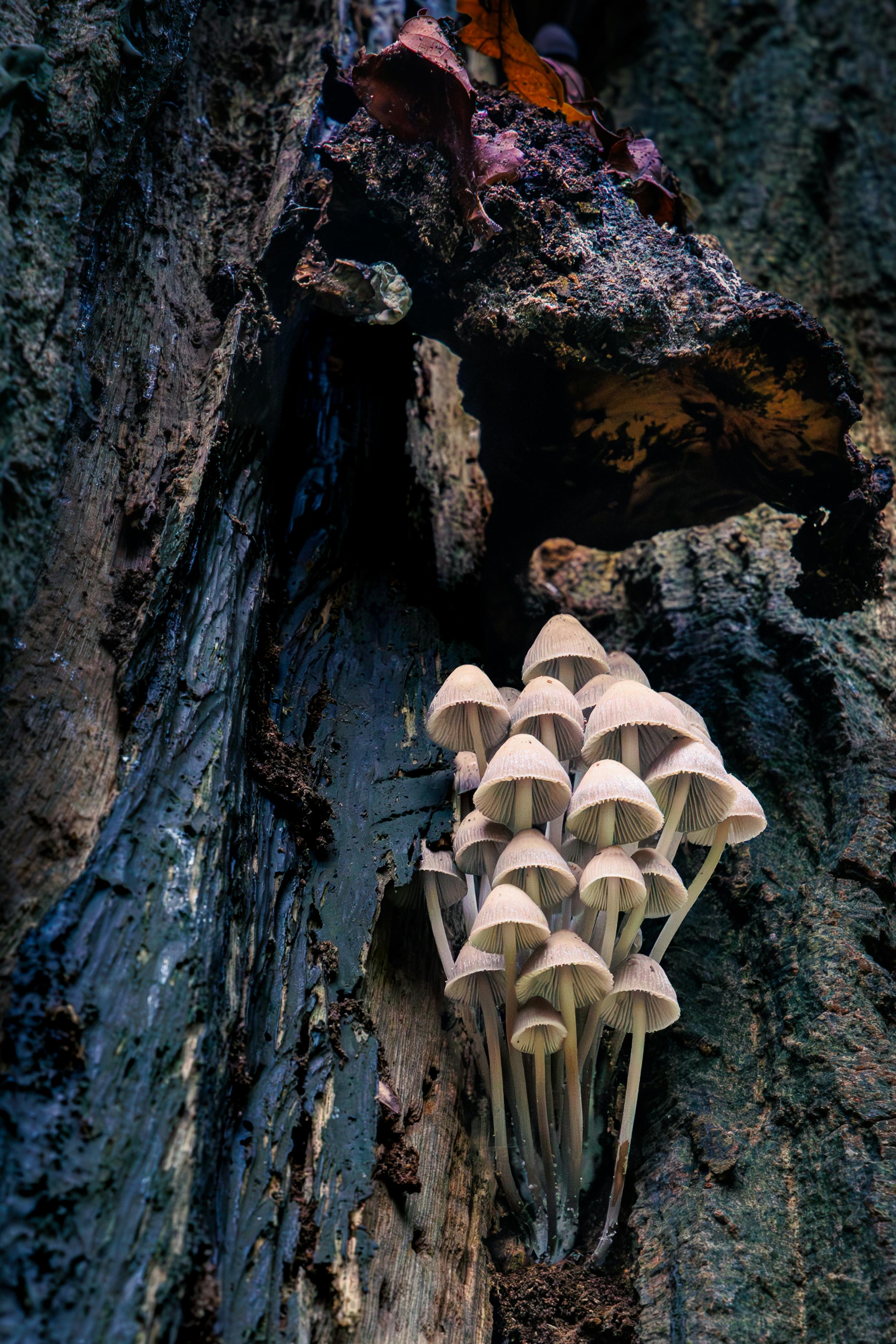 Free Mushrooms on a tree Stock Photo