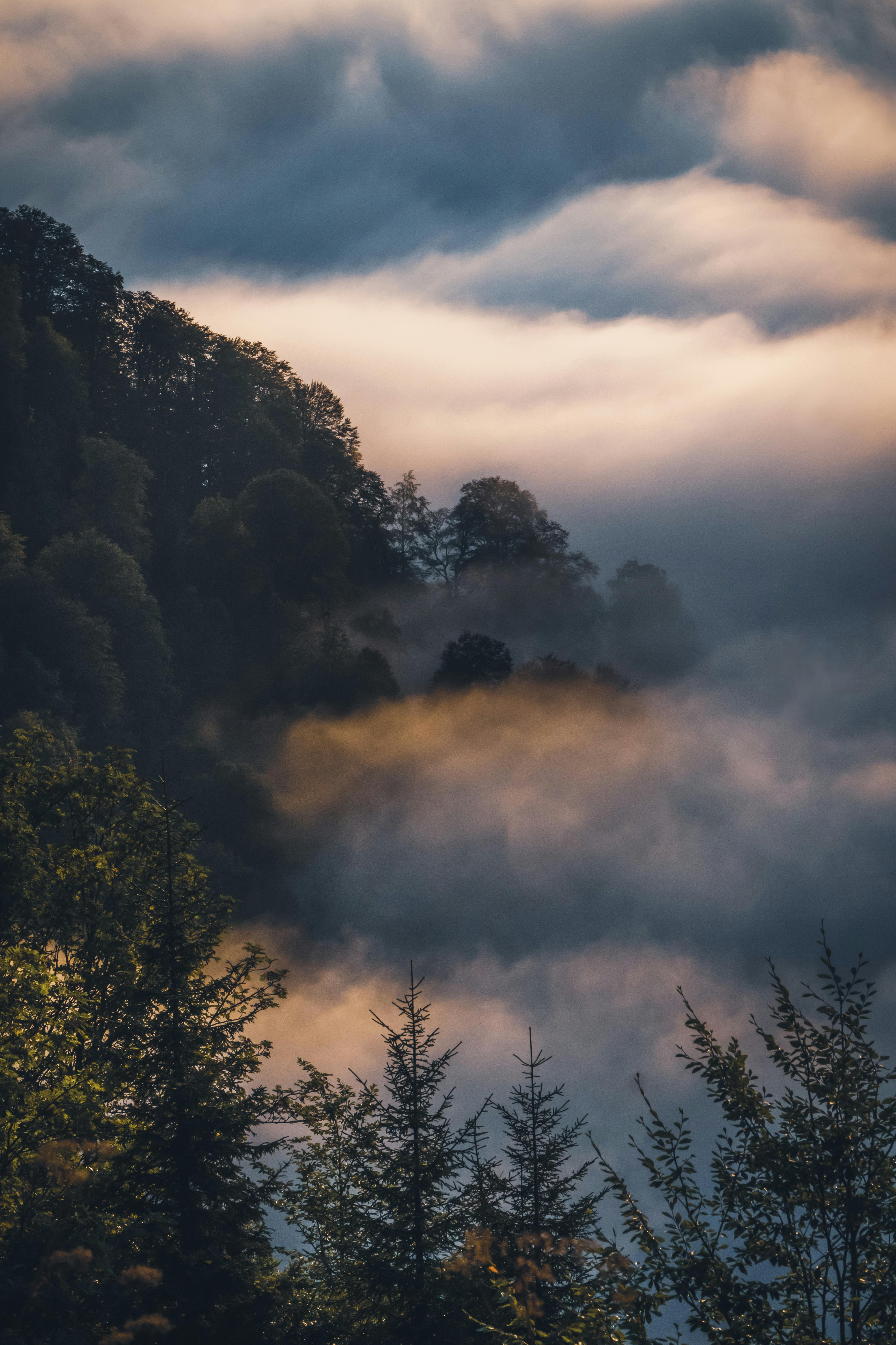 Soft misty nature scene
