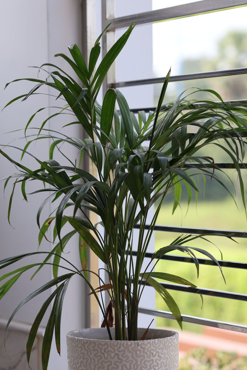 Vibrant areca palm in a pot near a sunlit window