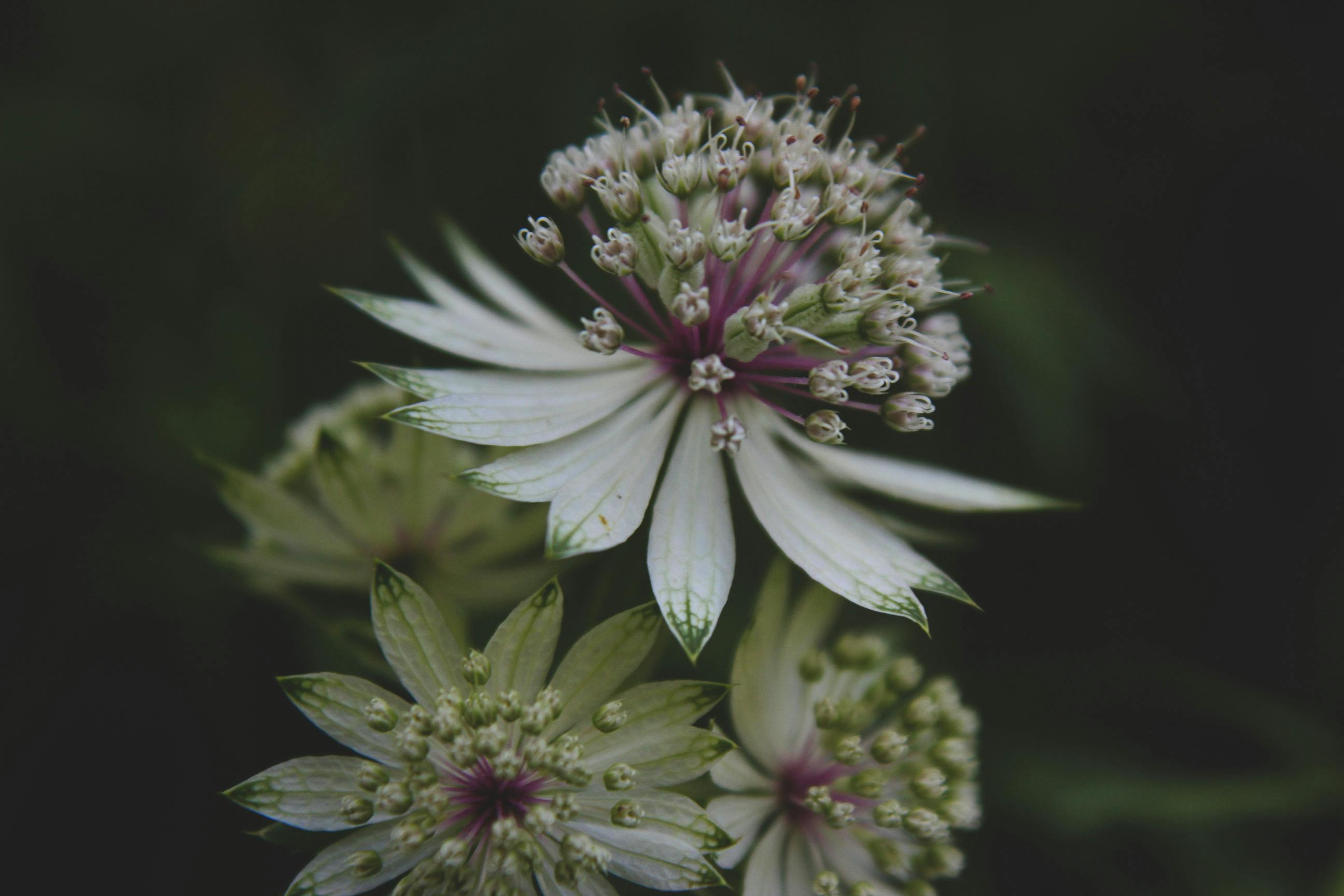 Astrantia major