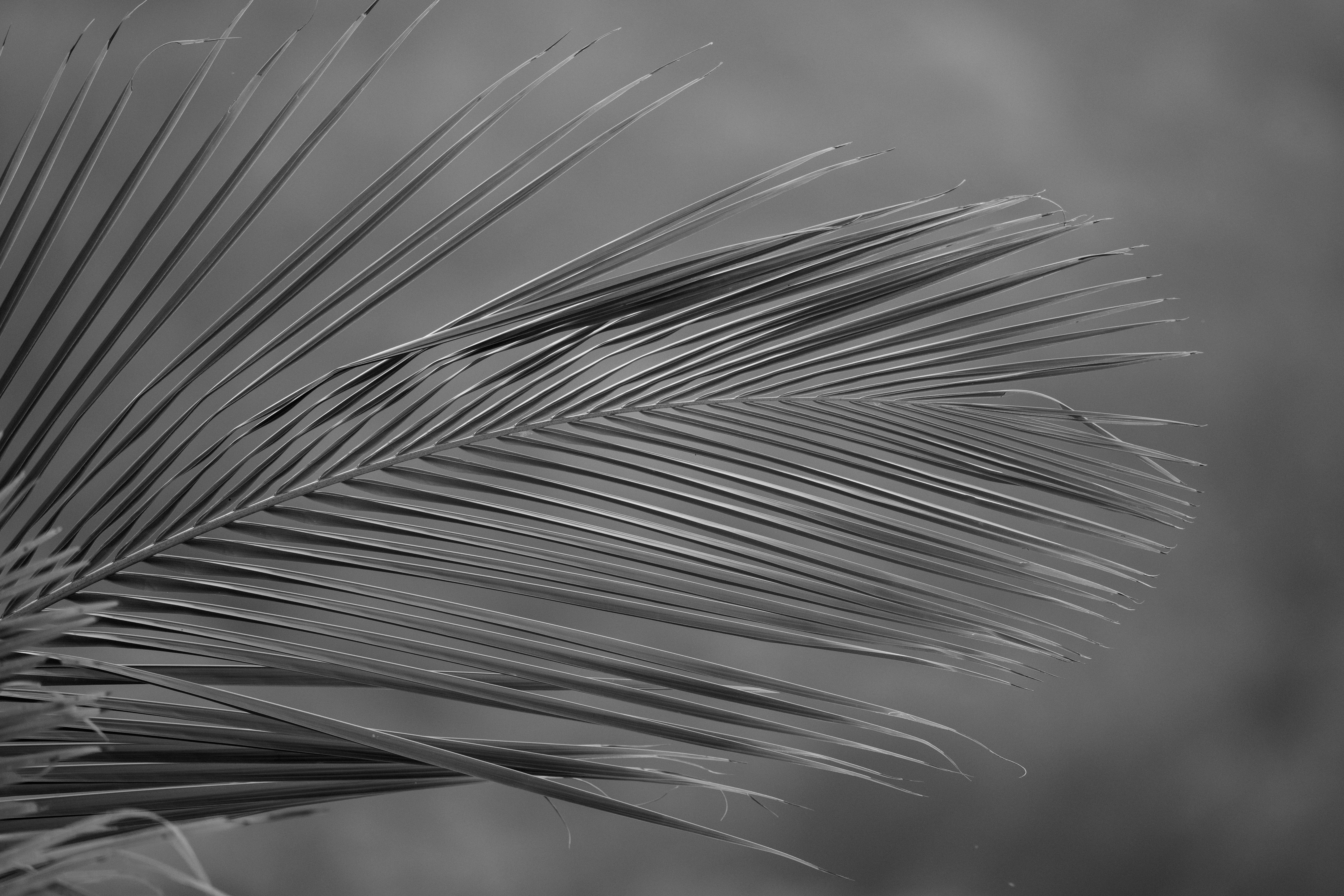 monochrome-palm-leaf-close-up-with-intricate-details-free-stock-photo