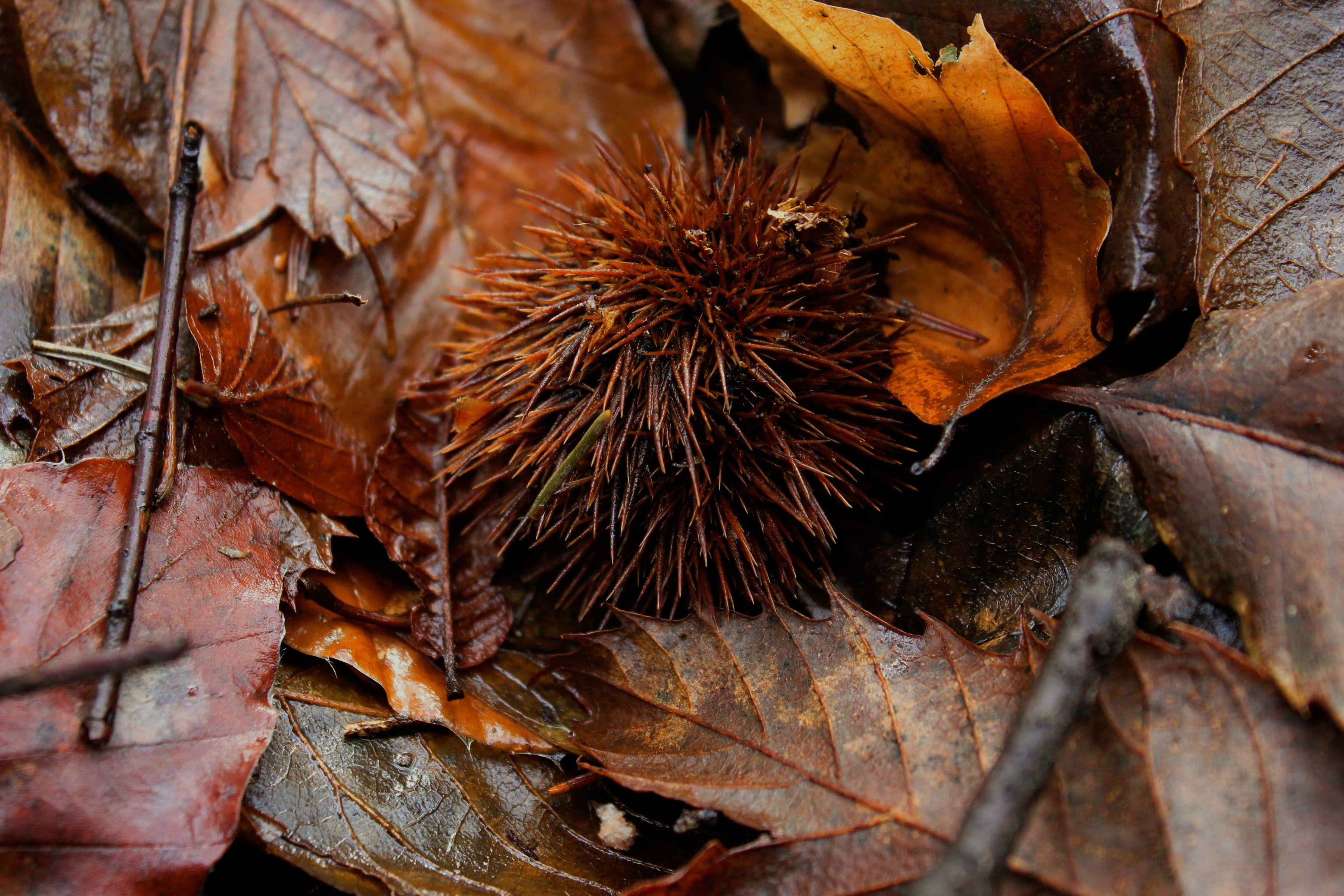 Spiky Chestnut Shell on Autumn Leaves · Free Stock Photo