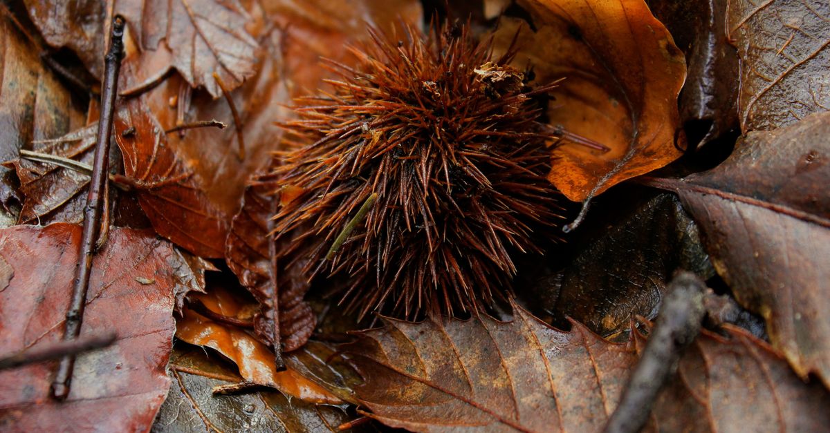 Tree Spiky Shells Spiky Chestnut Shell on Autumn Leaves · Free Stock Photo