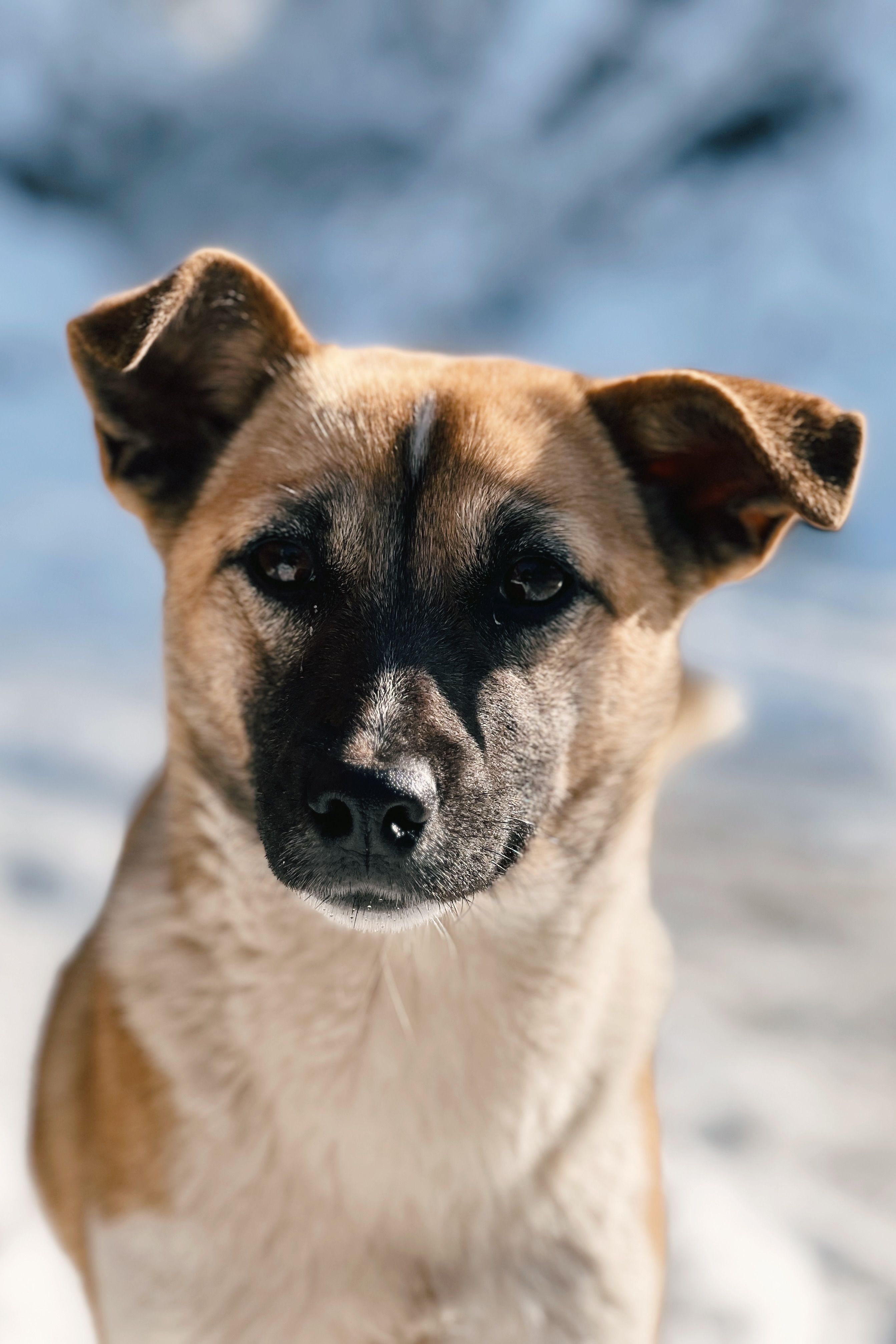 Cachorro De Rua No Cenário Nevado De Talgar · Foto profissional gratuita
