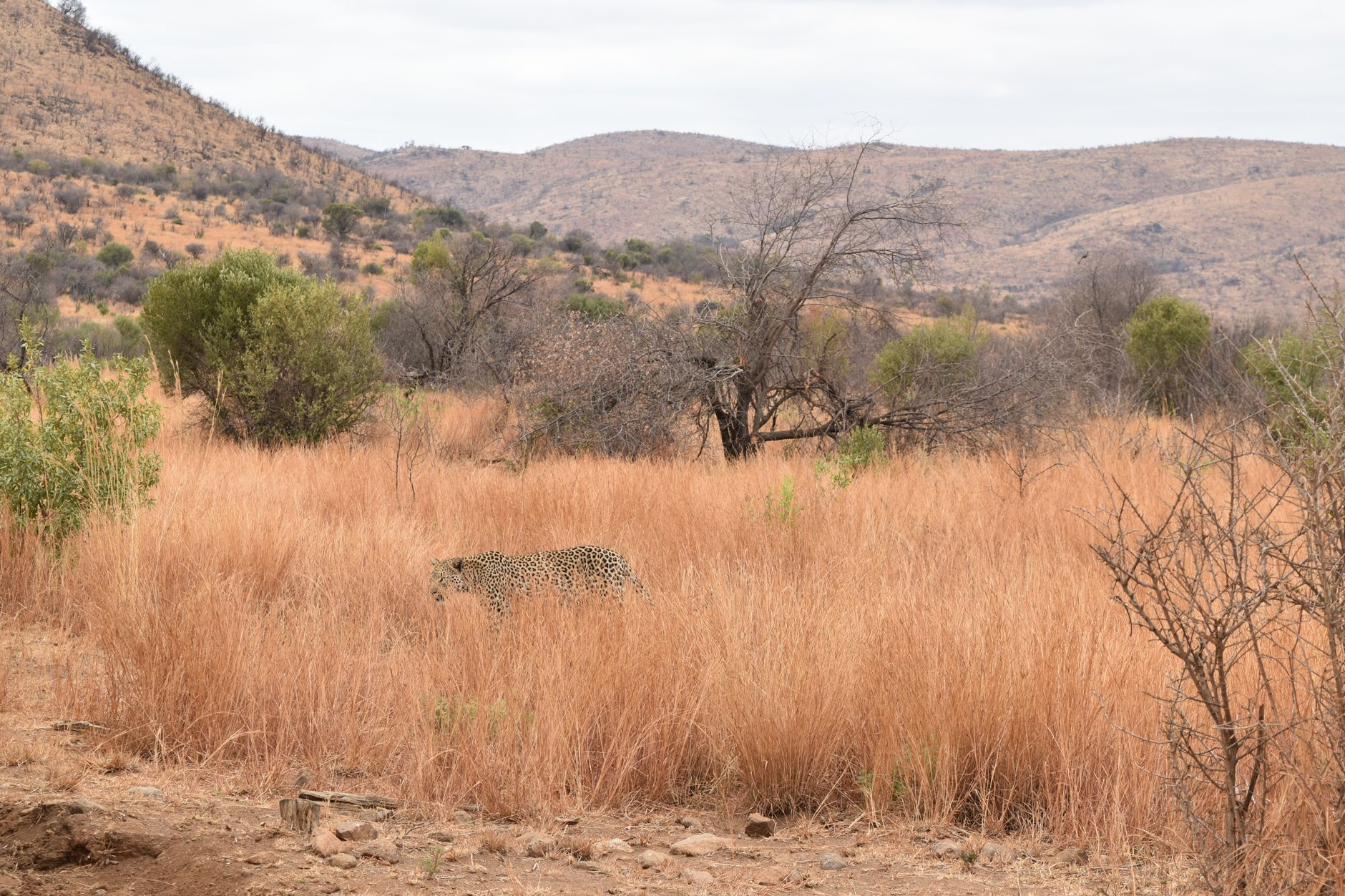 leopard tree south africa safari wildlife rest spotted big five