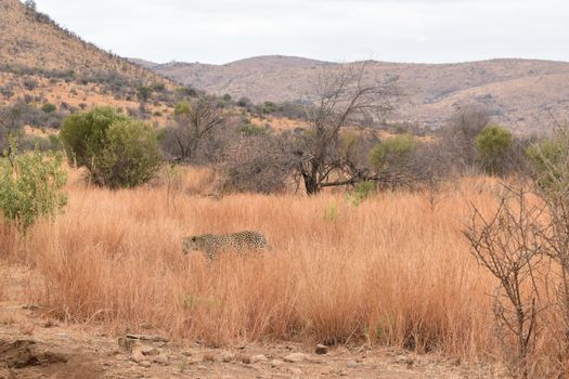 A leopard stealthily moves through the grass in the Pilanesberg savannah, South Africa.