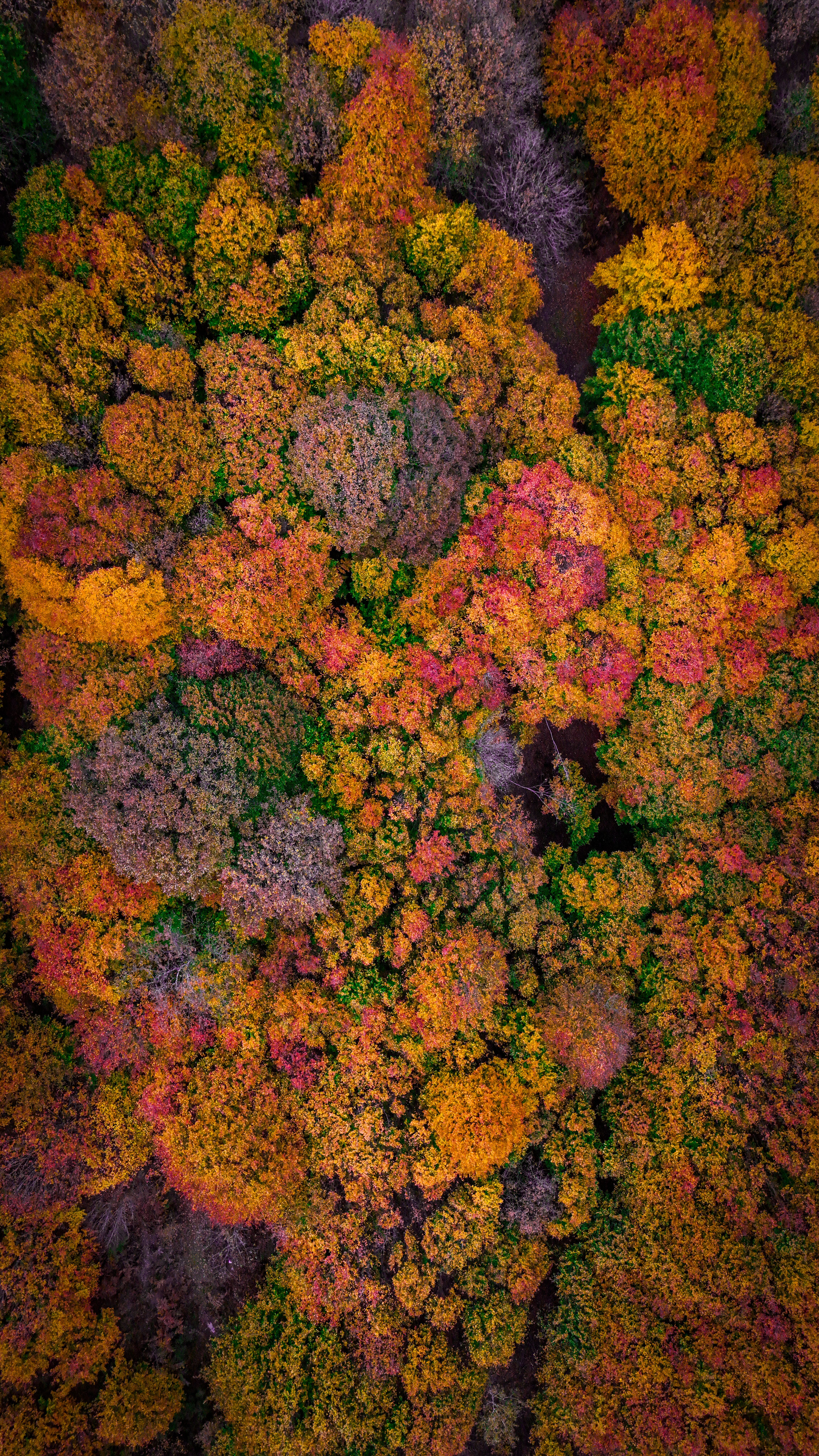Vibrant Aerial View of Autumn Forest Canopy · Free Stock Photo
