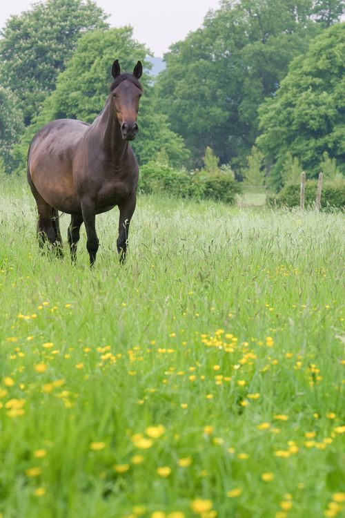 Free A tranquil scene of a horse grazing in a verdant meadow with blooming flowers. Stock Photo