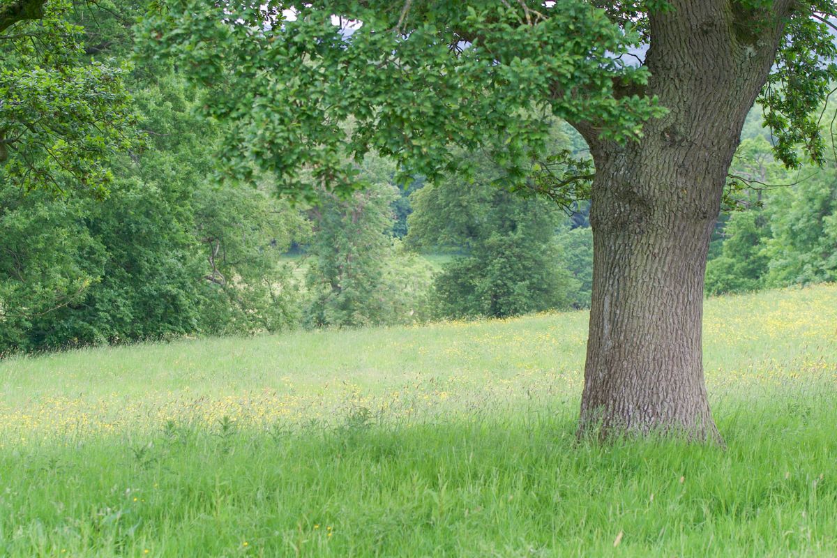 Westhope Green Burial Ground — landscape view 3