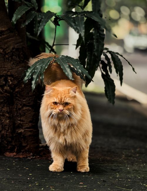 Free A fluffy Persian cat explores outdoors, surrounded by lush greenery. Stock Photo