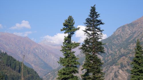 Free Breathtaking mountain scenery with tall pine trees under a clear blue sky. Stock Photo