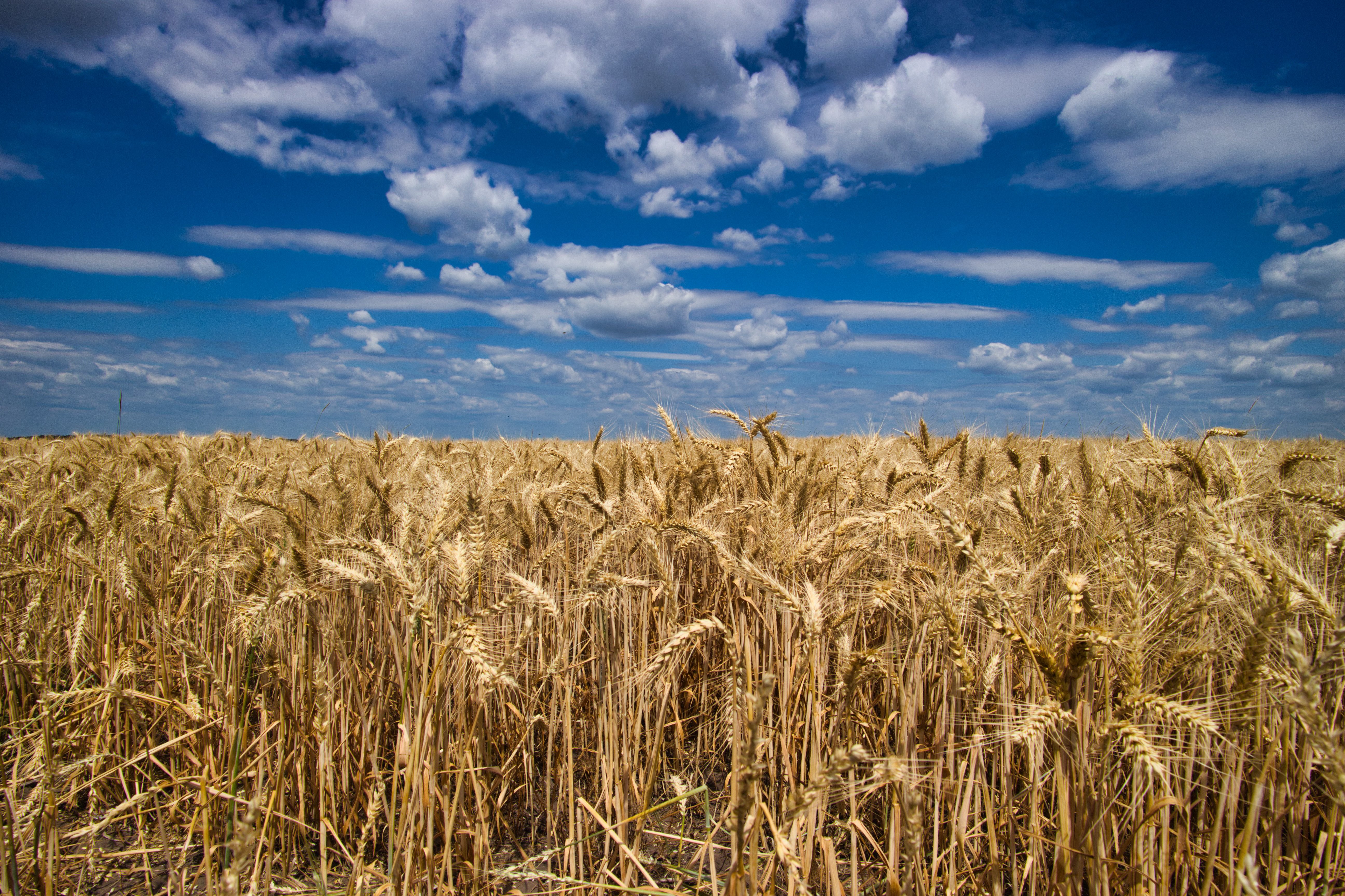 Cereal giant General Mills joins other companies in move to remove food dyes — Photo by Олександр К on Pexels