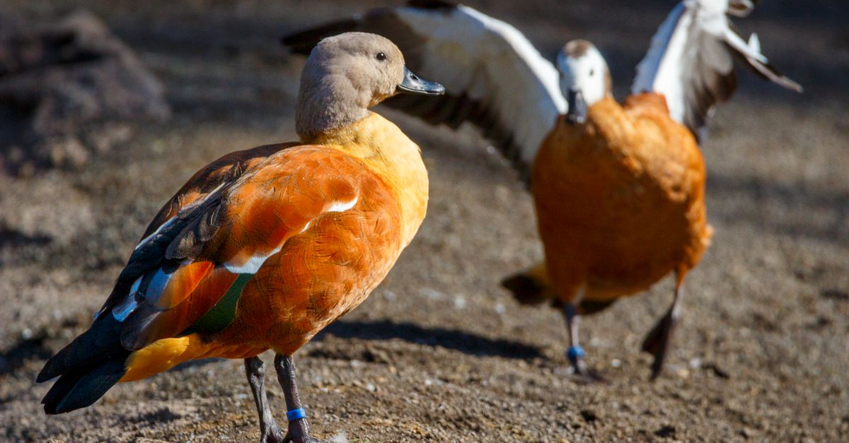 Pair of Ruddy Shelducks in Natural Habitat · Free Stock Photo