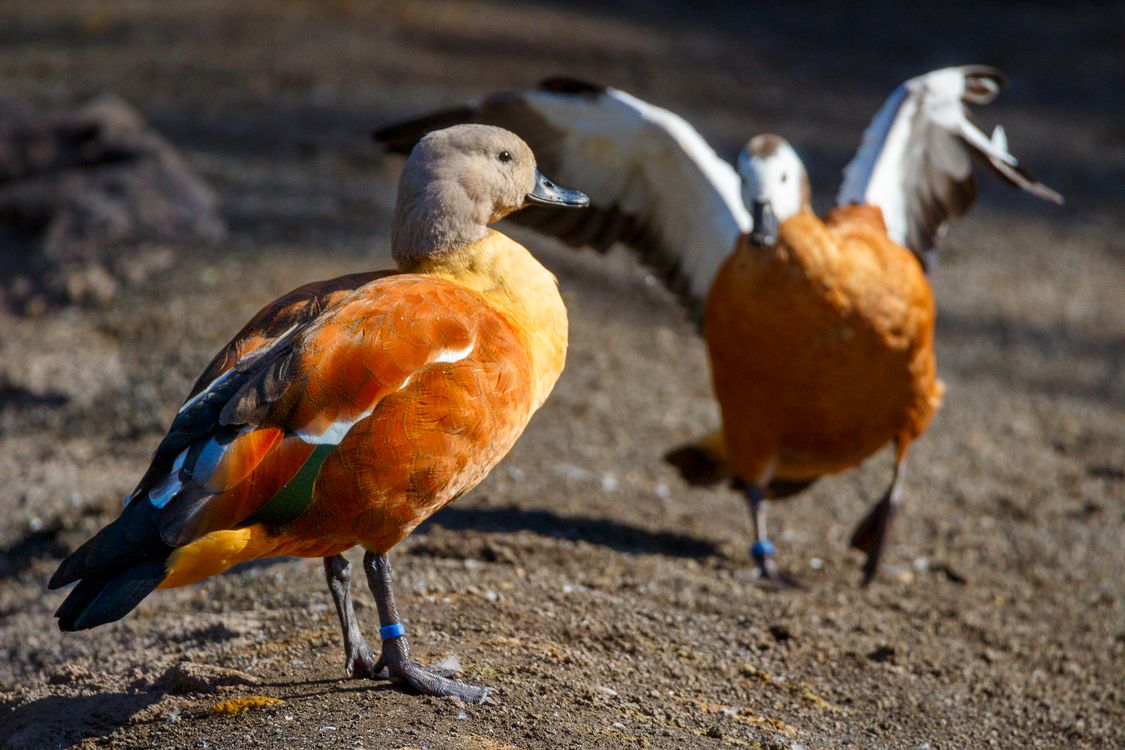 Shell Bird Pair of Ruddy Shelducks in Natural Habitat · Free Stock Photo
