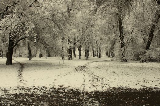 Tranquil winter scene of a snow-covered forest with a path through the trees.