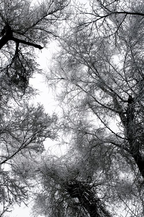Free Upward view of bare winter trees covered in snow, creating a striking silhouette. Stock Photo